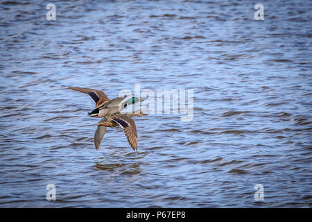 Germani reali (Anas platyrhynchos) in volo su un lago Foto Stock