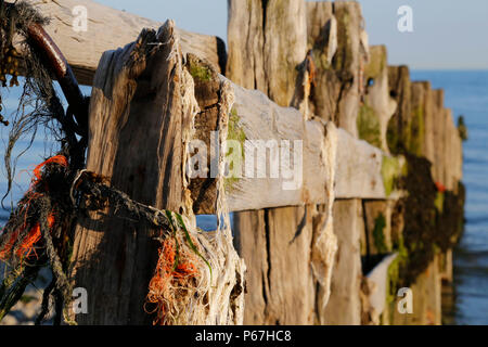 In legno antico, sun imbianchiti frangiflutti a Cuckmere Haven Foto Stock