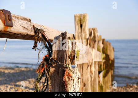 In legno antico, sun imbianchiti frangiflutti a Cuckmere Haven Foto Stock