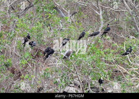 Parco Nazionale di Arches Vallarta o sottomarino Los Arcos Marine Park (Las Peñas o rocce), con una grande varietà di uccelli marini tra cui fregate (forbici Foto Stock