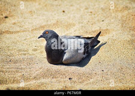 Un piccione in appoggio immerso nella sabbia sulla spiaggia di Puerto Vallarta, Messico Foto Stock