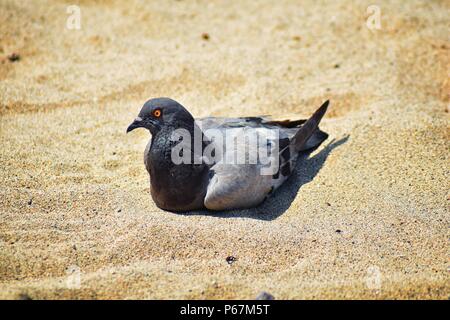Un piccione in appoggio immerso nella sabbia sulla spiaggia di Puerto Vallarta, Messico Foto Stock