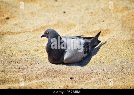 Un piccione in appoggio immerso nella sabbia sulla spiaggia di Puerto Vallarta, Messico Foto Stock