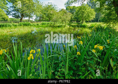 CAWDOR CASTLE Nairn Scozia piccolo lago vicino al castello con fiori gialli dell'iride Foto Stock