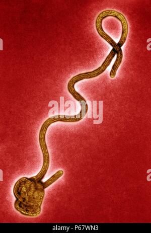 Microscopio elettronico a trasmissione del virus Ebola febbre emorragica del virus di RNA Foto Stock