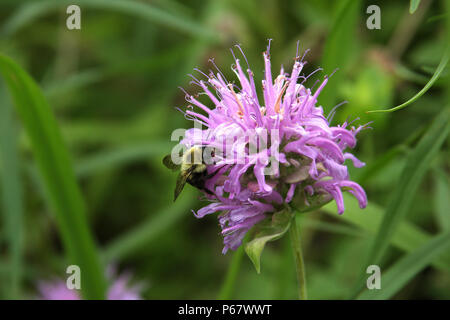 Fiore Beebalm impollinate a bumblebee Foto Stock