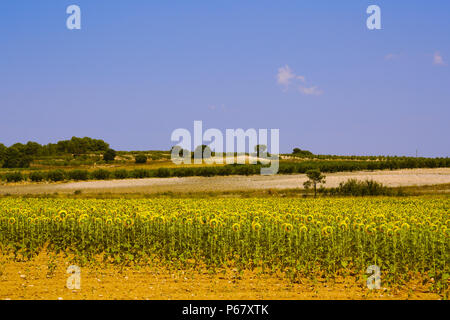 Vista panoramica di un campo di semi di girasole in una giornata di sole pieno nel mese di luglio in un villaggio di Valencia. Foto Stock