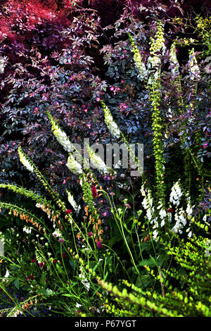 English country garden, Norfolk, Inghilterra. Foto Stock