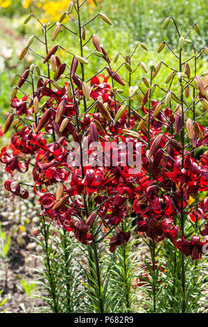 Giglio Asiatico Lilium "Red Velvet" Gigli Rosso Giglio Asiatico Estate Border Giardino Flower Bed Fiori Fiori Fiori Fiori Fiori in fiore piante in crescita giugno Rosso Foto Stock