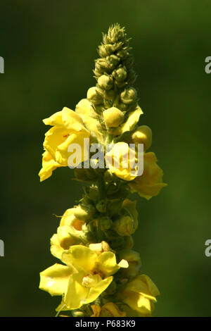 Molène densiflorum in fiore Foto Stock