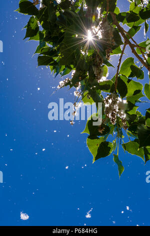 Le pianure pioppi neri americani Tree rilasciando i semi sulla giornata di vento caldo, Castle Rock Colorado US. Foto Stock