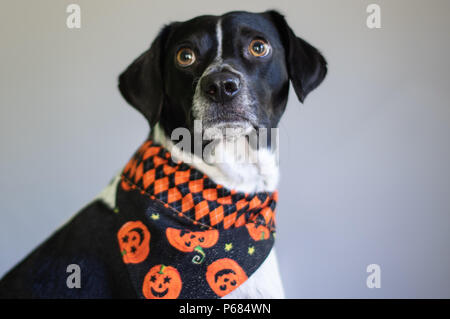 Carino in bianco e nero cane con grandi occhi indossando Zucca di Halloween Holiday Bandana Foto Stock