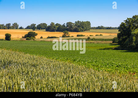 Vari seminativi. Primo piano - grano, medio - Barbabietole da zucchero, campo giallo -orzo e 2 superiore destra più campi di grano. Hoxne, Suffolk, Regno Unito. Foto Stock
