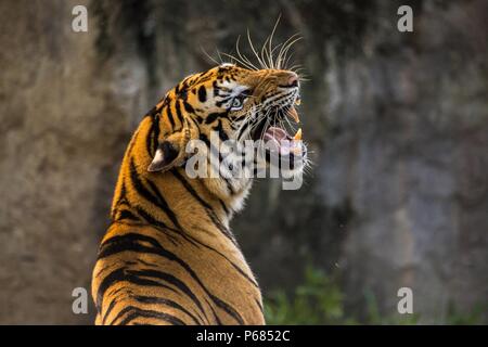 La Vida íntima de los animales salvajes Foto Stock