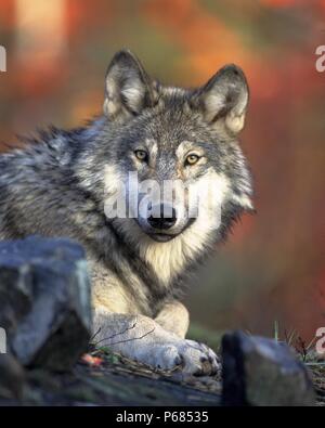 La Vida íntima de los animales salvajes Foto Stock