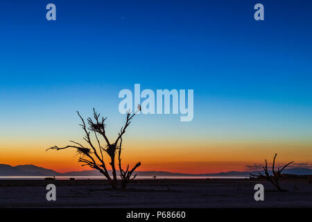 Albero morto con grandi nidi di uccelli al Salton Sea Foto Stock