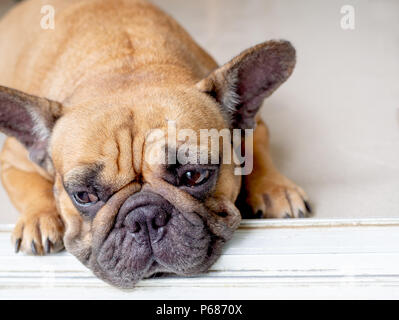 Brown bulldog francese si sente solo e in attesa di qualcuno Foto Stock