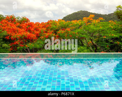 Piscina all albero, arancione, la foresta e la montagna, natura dello sfondo. Foto Stock