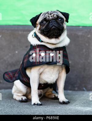 Edimburgo, Scozia, Regno Unito. Il 28 giugno, 2018. Il cast e la troupe assistere ad una speciale proiezione di Patrick al Edinburgh International Film Festival. Diretto da Maddie Fletcher si stelle Beattie Edmondson nella foto: Harley il cane Credito: ricca di Dyson/Alamy Live News Foto Stock