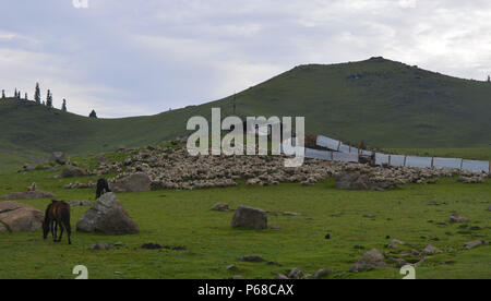 Giugno 27, 2018 - Budgam, Jammu e Kashmir India - pecore pascolano nei prati della Tosa Maidaïen..Tosa Maidan è in khag tehsil del distretto di Budgam 70 km (43 miglia) ad ovest di Srinagar, la capitale estiva della controllata indiana del Kashmir. È stata affittata per l'esercito indiano nel 1964 per la costituzione di un'artiglieria gamma di sparo in un 50-anno di contratto di locazione che si è conclusa il 18 aprile 2014. I residenti locali di Tosa Maidaïen stavano combattendo contro il prolungamento del contratto di locazione con il governo dello stato e il contratto di locazione non è stato rinnovato e Tosa Maidan è stata ufficialmente aperta ai visitatori dal 30 maggio 2016. (Credito Immagine: © Masrat Zahra/SOPA Foto Stock