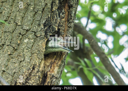 Londra, Regno Unito. 28 Giugno, 2018. Un giovane picchio verde attende di essere alimentata in corrispondenza del suo sito di nido in Peckham Rye. David Rowe/ Alamy Live News. Foto Stock