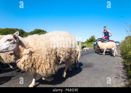 Ardara, County Donegal, Irlanda. Il 29 giugno 2018. Un agricoltore si muove le pecore e gli agnelli causando alcuni la congestione del traffico sulla costa occidentale dell'Irlanda in mezzo alle temperature soffocante. Credito: Richard Wayman/Alamy Live News Foto Stock