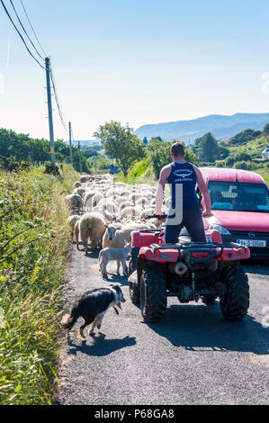 Ardara, County Donegal, Irlanda. Il 29 giugno 2018. Un agricoltore si muove le pecore e gli agnelli causando alcuni la congestione del traffico sulla costa occidentale dell'Irlanda in mezzo alle temperature soffocante. Credito: Richard Wayman/Alamy Live News Foto Stock