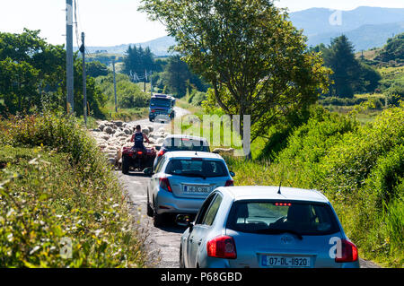 Ardara, County Donegal, Irlanda. Il 29 giugno 2018. Un agricoltore si muove le pecore e gli agnelli causando alcuni la congestione del traffico sulla costa occidentale dell'Irlanda in mezzo alle temperature soffocante. Credito: Richard Wayman/Alamy Live News Foto Stock