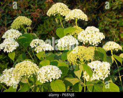 Fiore Mophead travi della struttura Ortensia varietà, Hydrangea arborescens " Incrediball', scelto per la sua non flopping abitudine Foto Stock