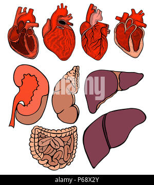 Set di vero cuore e fegato, reni, intestino, stomaco. illustrazione, isolato su bianco Foto Stock