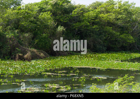 Una bella immagine del Brasiliano della zona umida, regione ricca di flora e fauna. Foto Stock