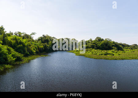 Una bella immagine del Brasiliano della zona umida, regione ricca di flora e fauna. Foto Stock