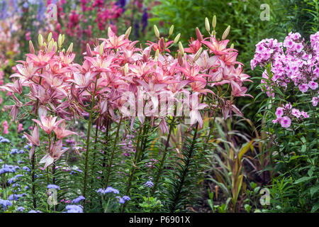 Gigli asiatici, Lilium ' Trogon ' lily, rosa fiori da giardino, letto floreale confine Foto Stock