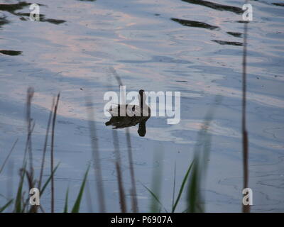 Anatre selvatiche di nuotare sulla superficie dello stagno. Foto di uccelli. Foto Stock