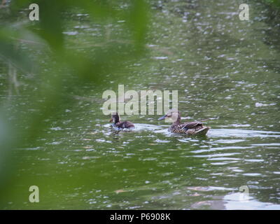 Anatre selvatiche di nuotare sulla superficie dello stagno. Foto di uccelli. Foto Stock