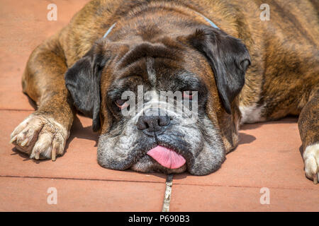 Stanco boxer tedesche cane sdraiato in terrazza Foto Stock