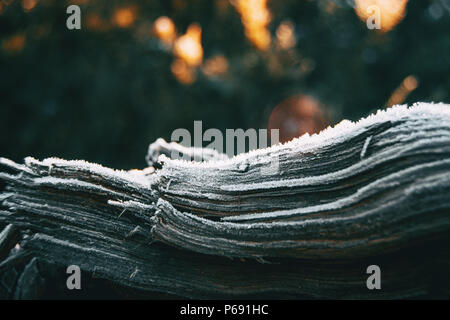 Pezzi di albero di corteccia di legno coperta da un sottile strato di neve nella luce solare Foto Stock