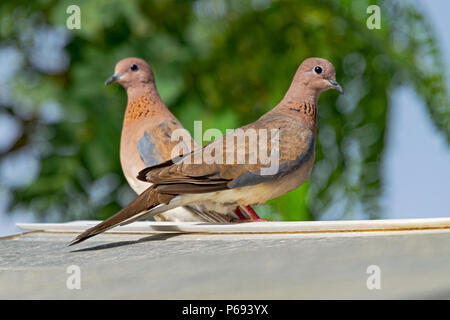 Coppia di colombe ridenti Spilopelia senegalensis su un giardino capanna con un albero fuori fuoco sullo sfondo Foto Stock