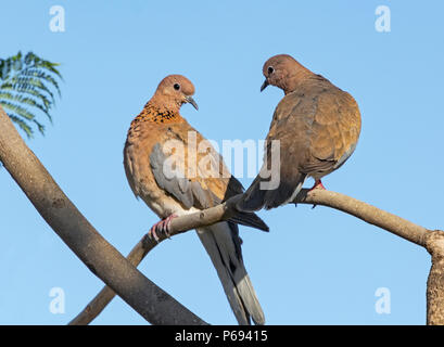 coppia di colombe ridenti scilopelia senegalensis appollaiate in un jacaranda albero con un cielo blu chiaro sullo sfondo Foto Stock