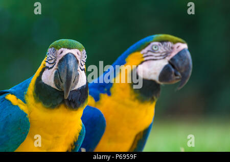 Bella blu-giallo Macaw (Ara ararauna) nella zona umida brasiliana. Foto Stock