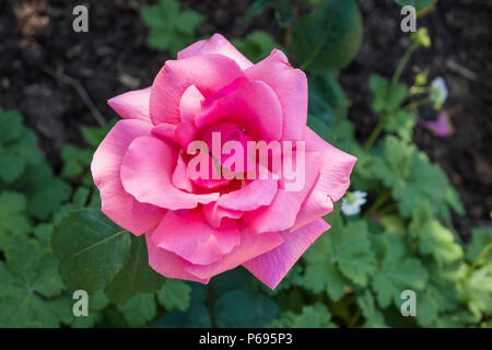 Sem-doppio Rosa Betty Uprichard in fiore in giugno in un giardino inglese Foto Stock