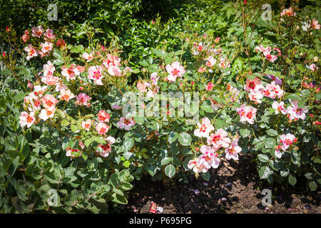 Colorazione insolita di Rosa solo per i vostri occhi fioritura in giugno in un giardino inglese Foto Stock