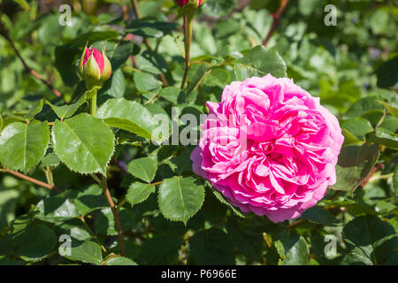 Rosa la Principessa Alexandra di Kent allevati da rosa Inglese allevatore David Austin e cattura il vecchio essenziali rosa inglese con strettamente impaccata petali di rosa Foto Stock