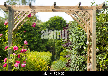 Rosa Zephirine Drouhin colonises presto un nuovo arco in legno in un giardino inglese Foto Stock