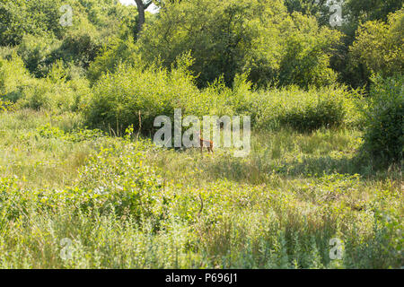 Un Roe Deer Fawn, Capreolus capreolus, nel bosco aperto a nord del Dorset England Regno Unito GB Foto Stock