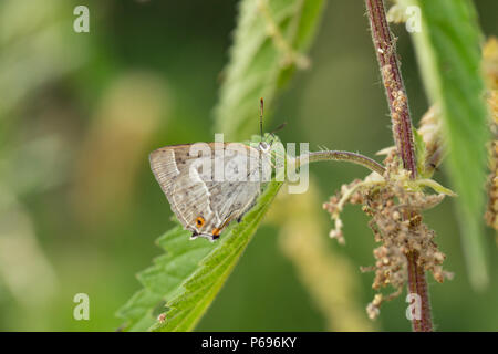 Un viola hairstreak butterfly, Neozephyrus quercus, con ali chiuso in appoggio su un crescendo di ortica sotto alberi di quercia. Nord Inghilterra Dorset Regno Unito GB Foto Stock