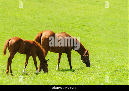 Cavalli al pascolo in un allevamento di cavalli in Lexington Kentucky Foto Stock