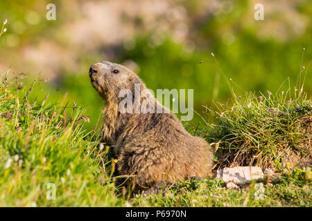 Curioso marmotta alpina in posizione di allarme nelle alpi europee della Svizzera. Foto Stock