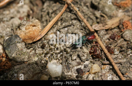 Una bella caccia Ruby-tailed Wasp (Chrysis ignita) appollaiate sul terreno nel bosco. Foto Stock