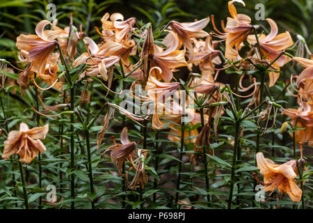 Fioritura del Giglio Asiatico, Lilium ' Evina ', Lilium Foto Stock